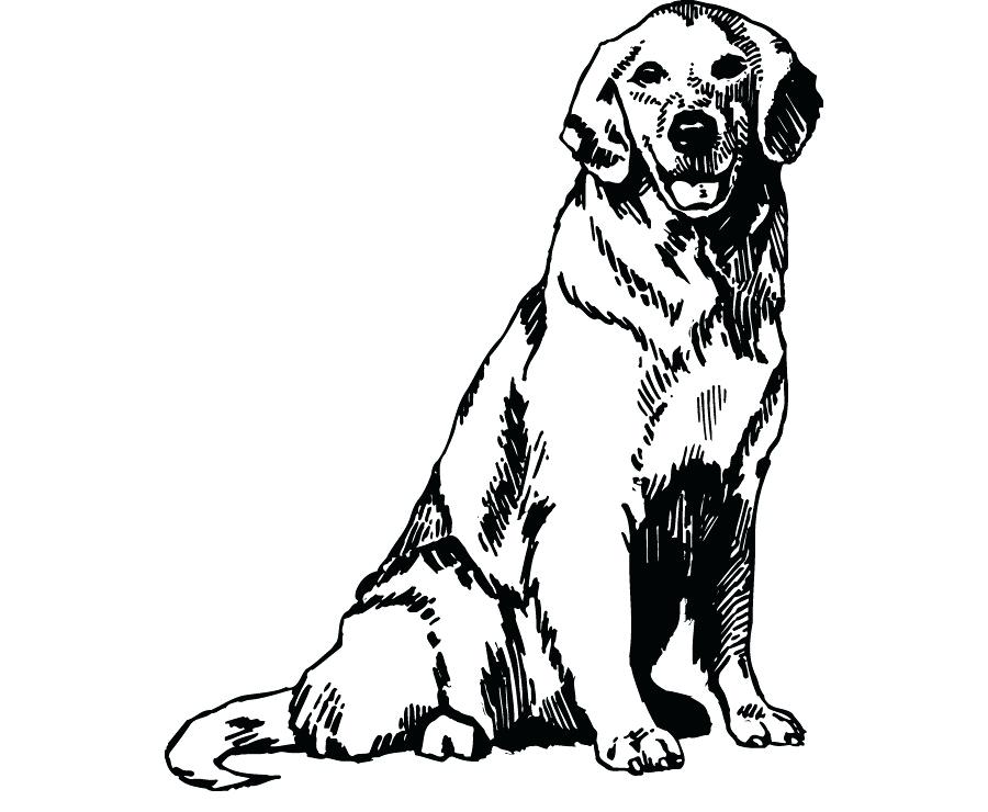 golden-retriever-puppy-coloring-pages-printable-retriver-clipartmag