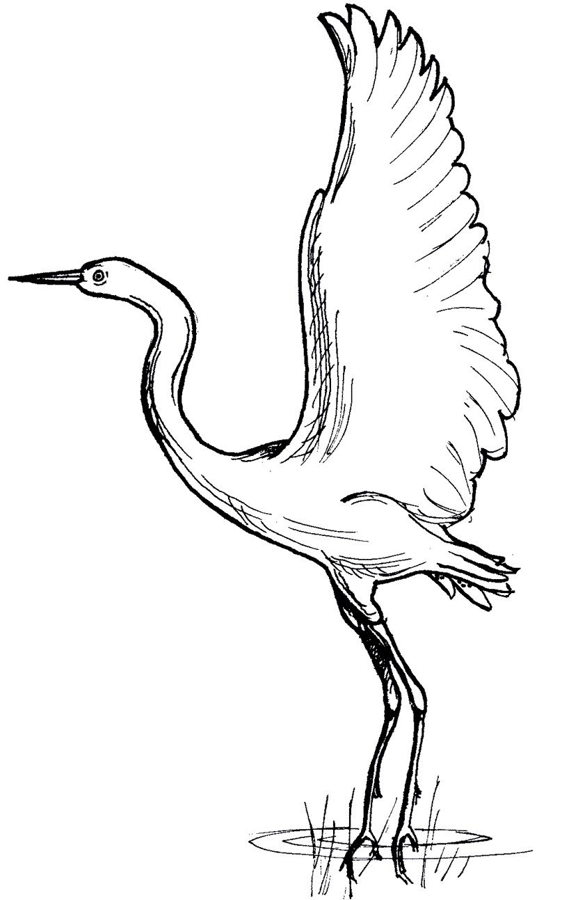Crane Printout  Bird drawings Crane Japanese crane
