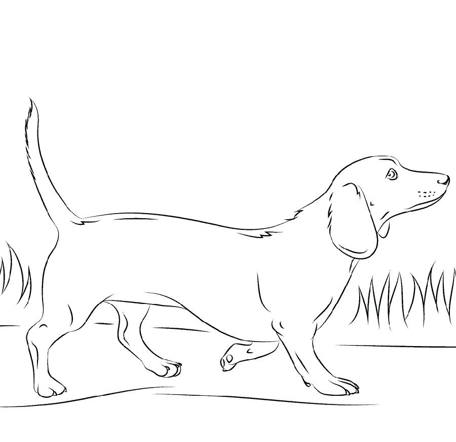 Dachshund Printable Coloring Pages