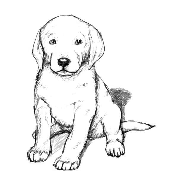 Download Golden Retriever Coloring Pages - Best Coloring Pages For Kids