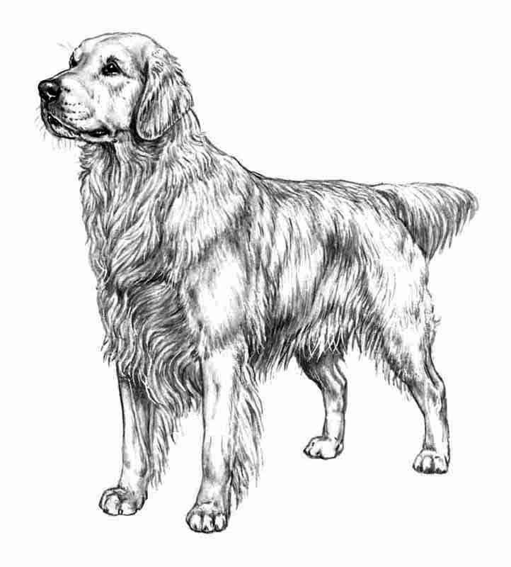 23+ Golden Retriever Face Coloring Page - l2sanpiero