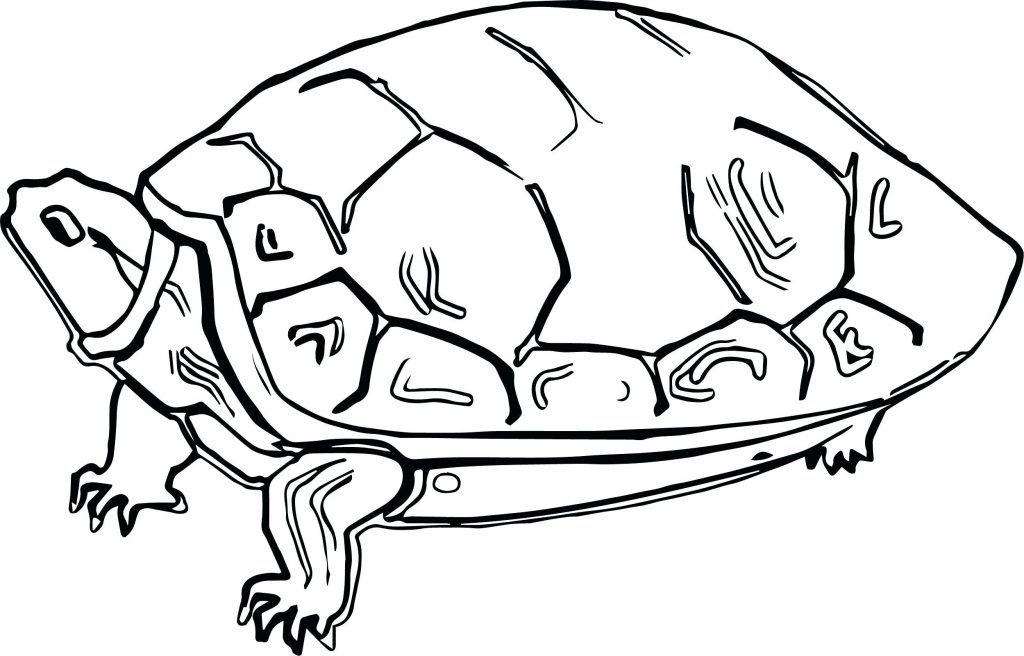 Tortoise Coloring Page