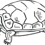 Tortoise Coloring Page