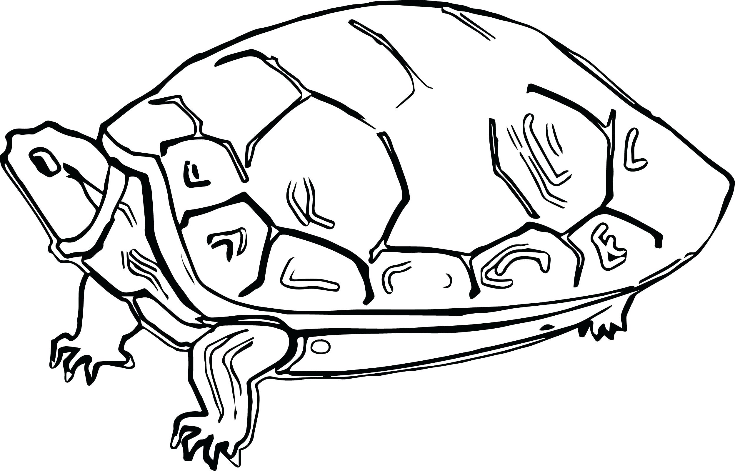 Tortoise Coloring Pages For Kids