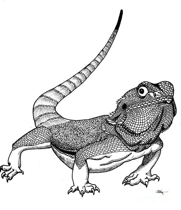 Bearded Dragon Coloring Pages - Best Coloring Pages For Kids