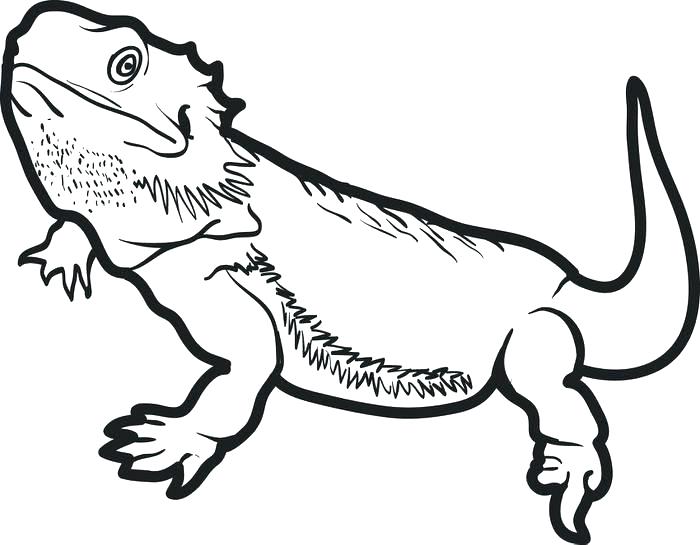 bearded dragon coloring pages  best coloring pages for kids