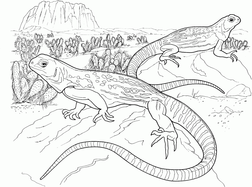 Bearded Dragons Coloring Pages