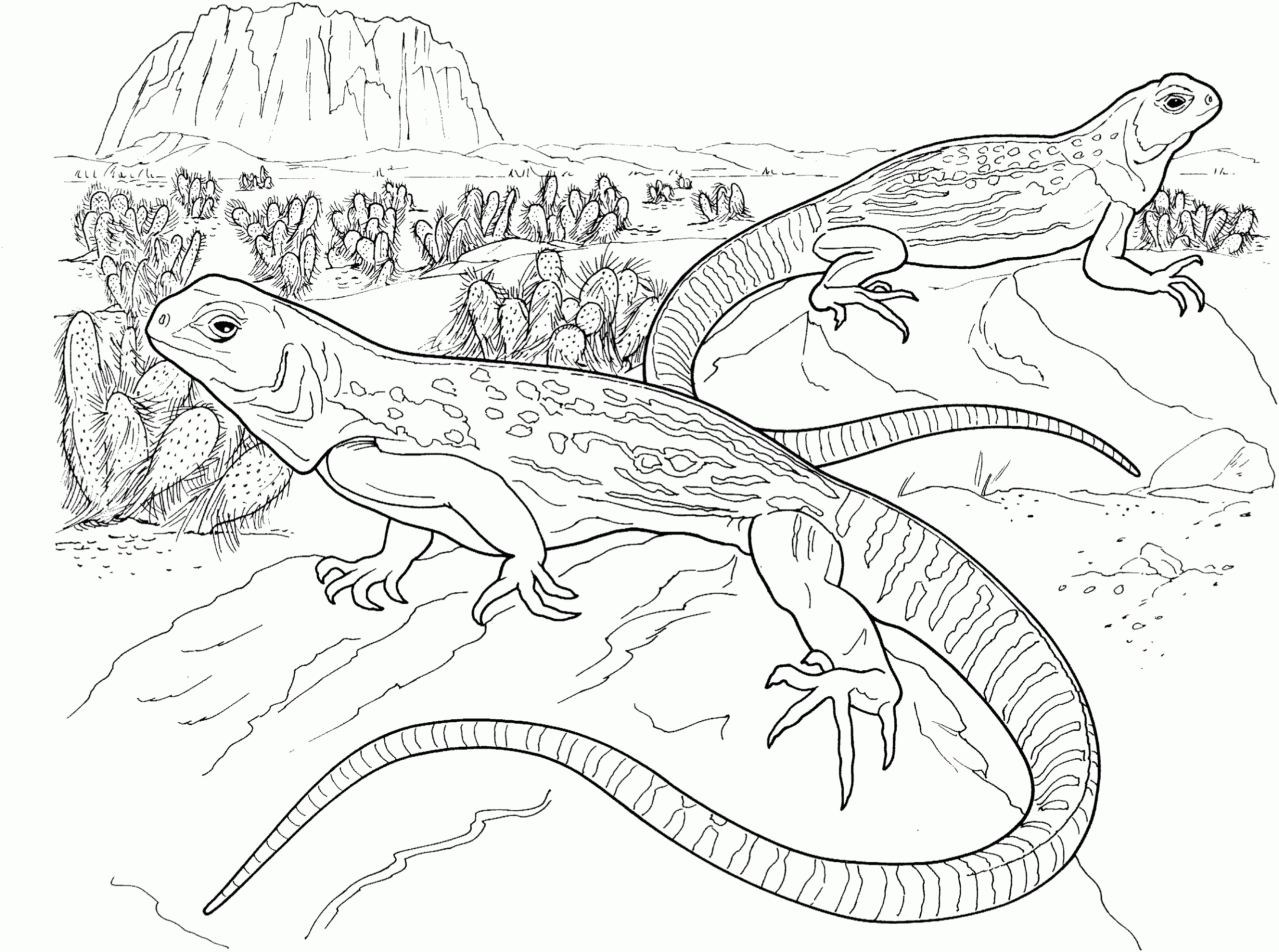 bearded-dragon-coloring-pages-best-coloring-pages-for-kids