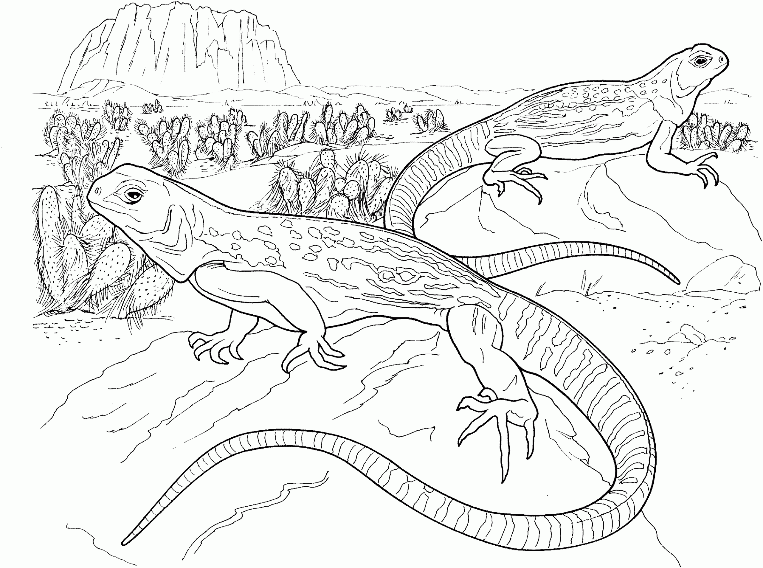 lizards coloring pages