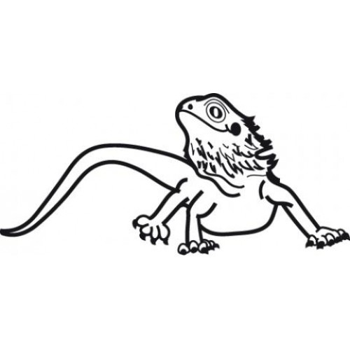 bearded dragon coloring pages