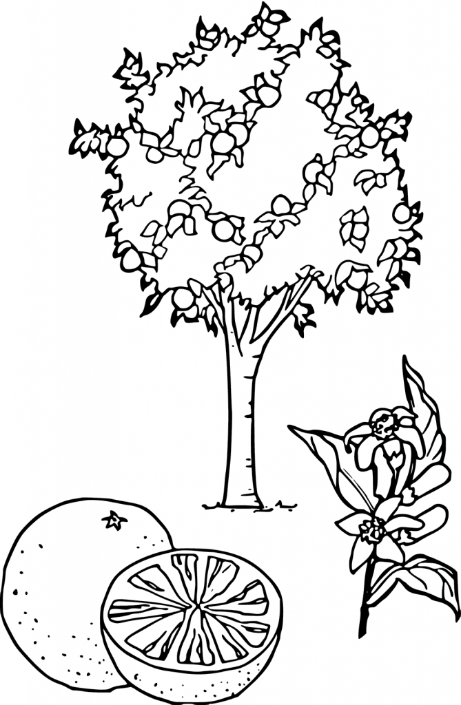 Orange Tree Coloring Pages