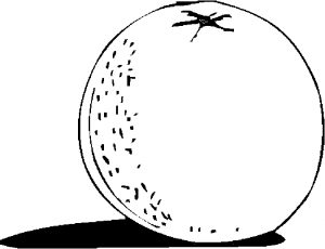 Oranges Coloring Pages - Best Coloring Pages For Kids