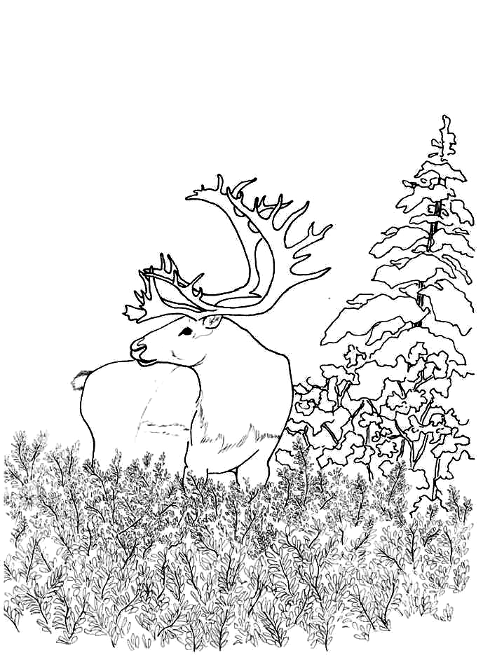 Forest Coloring Pages - Best Coloring Pages For Kids