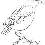 Common Crow Coloring Page