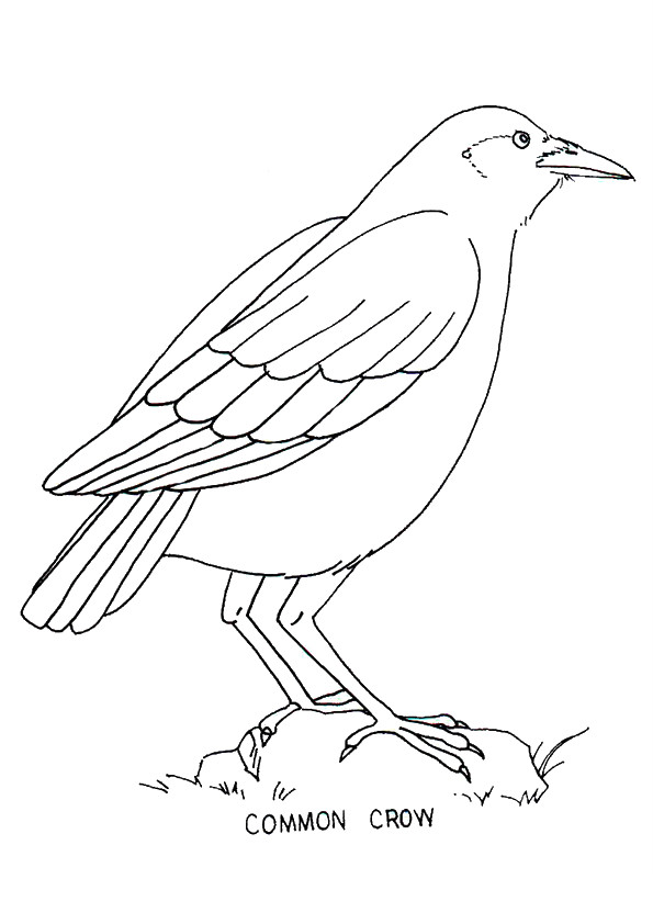Common Crow Coloring Page