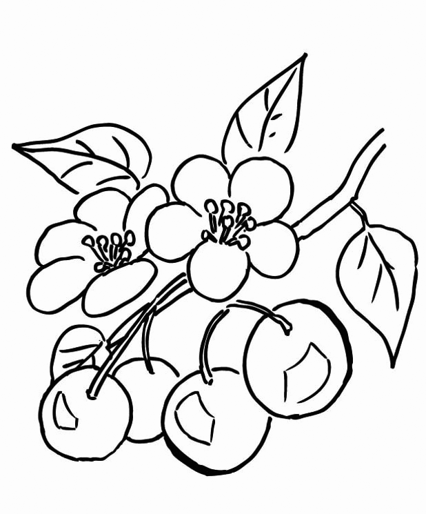 Cherries and Blossoms Coloring Page