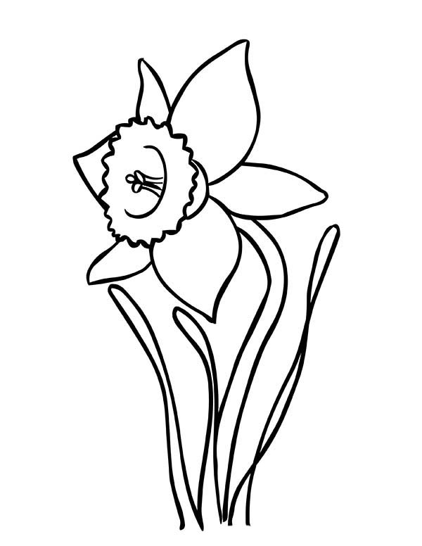 Daffodil Coloring Pages - Best Coloring Pages For Kids