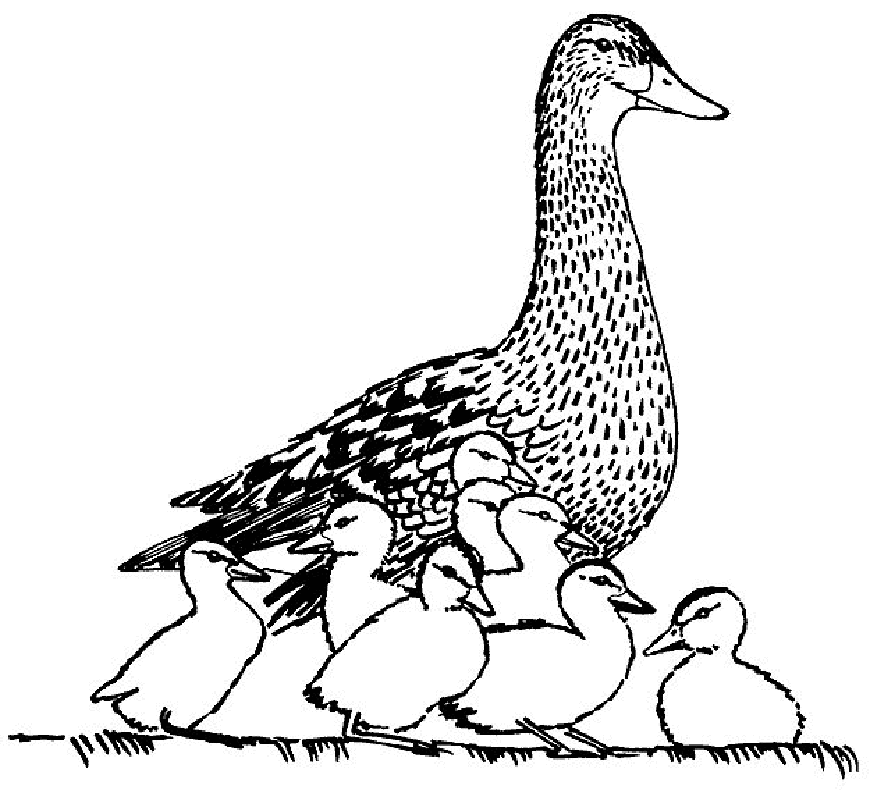 Duck And Ducklinkgs Coloring Page