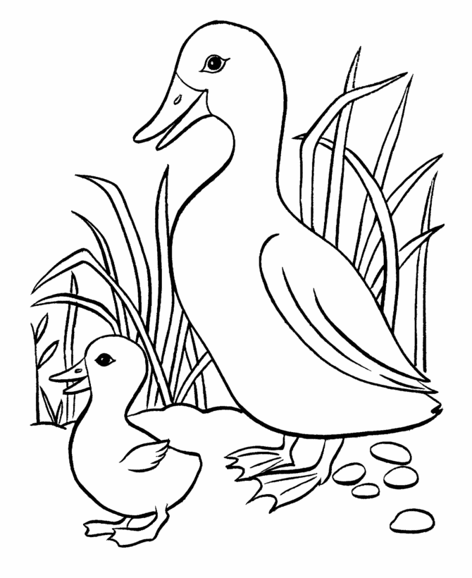 Mom And Duckling Coloring Page