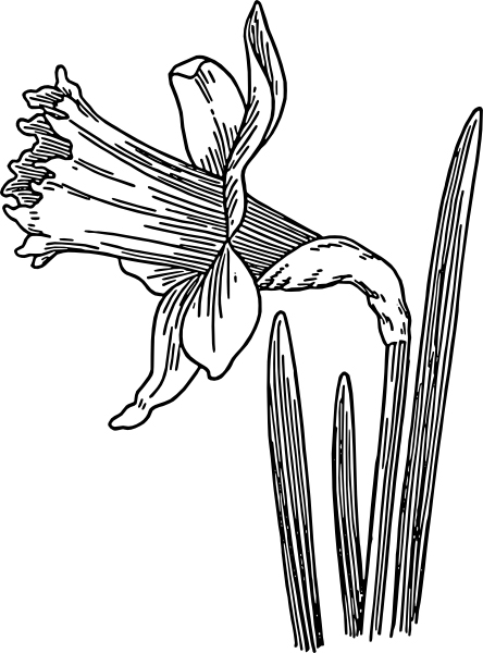 Single Daffodil Coloring Page