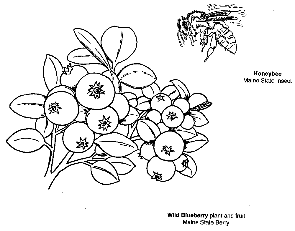 Bee And Blueberry Coloring Page