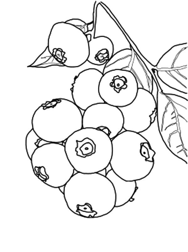 Blueberry Bunch Coloring Page