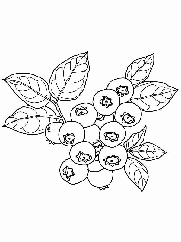 Blueberry Bush Coloring Page