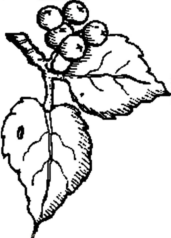 Blueberry Leaves Coloring Page