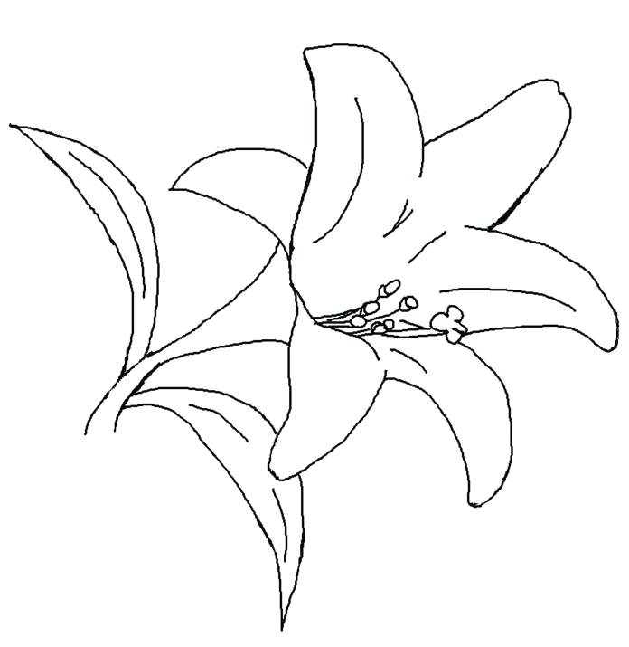 Lily Coloring Pages