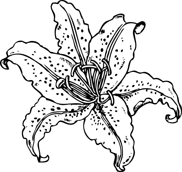 Lily Coloring Pages