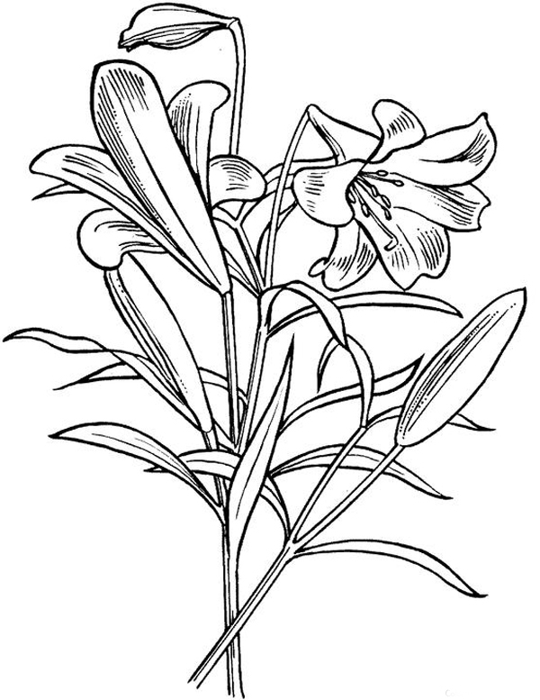 Lily Flowers Coloring Page