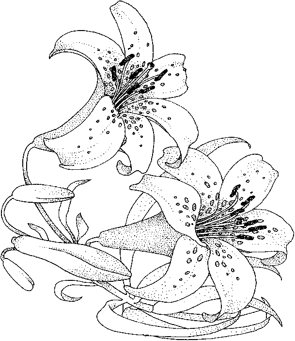 Pretty Lily Flowers Coloring Page