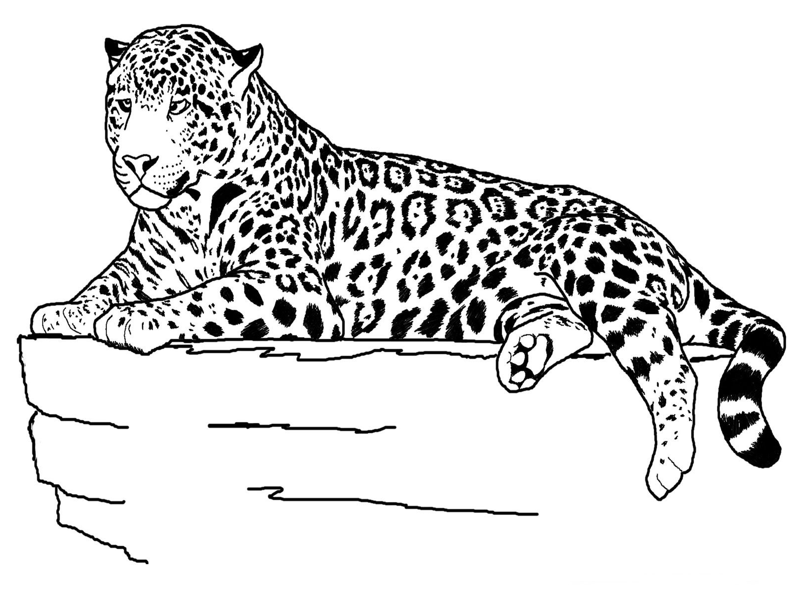 coloring pages jaguar