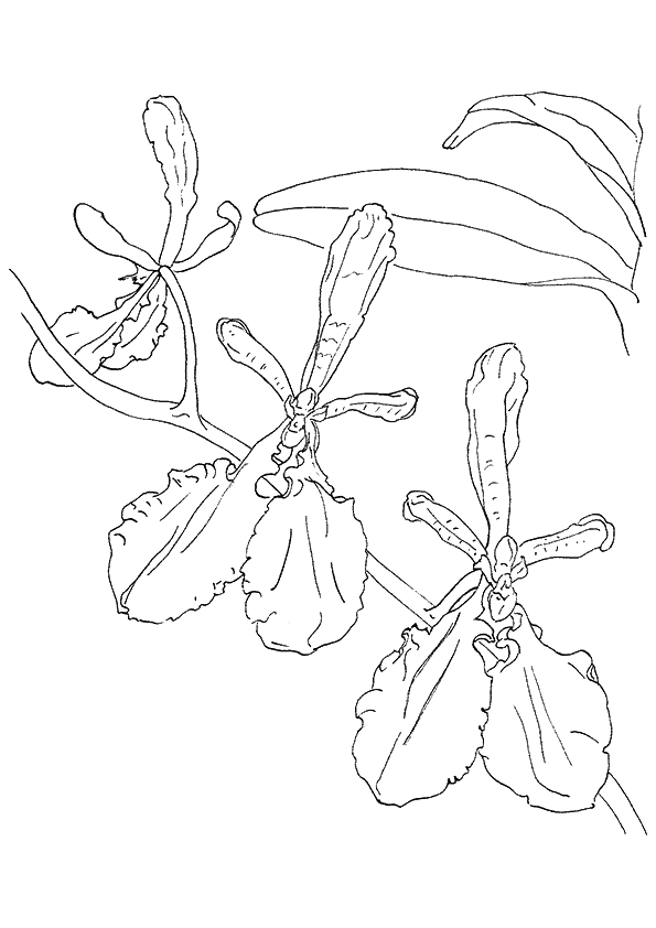 Orchid Coloring