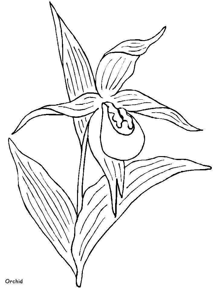 Orchid Line Art Coloring Pages