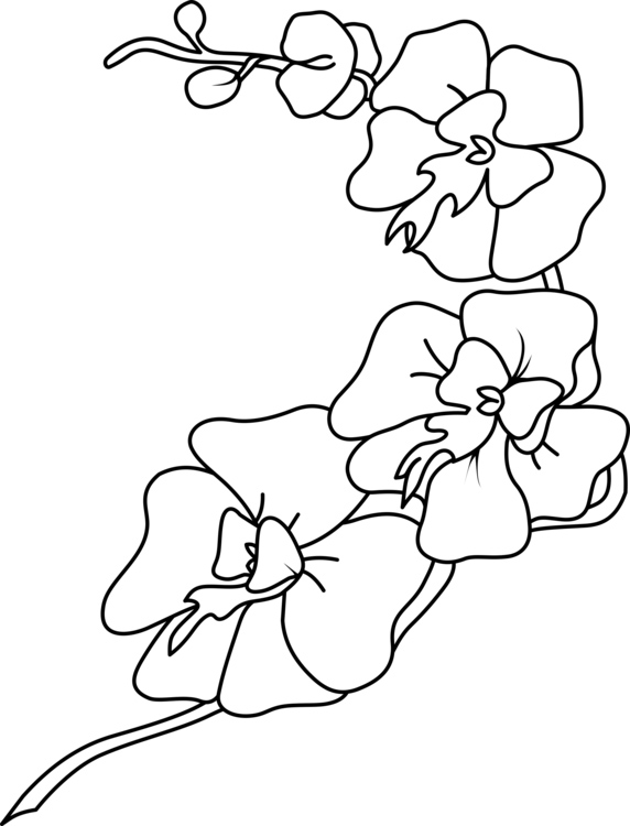 Pretty Orchid Flowers Coloring Pages