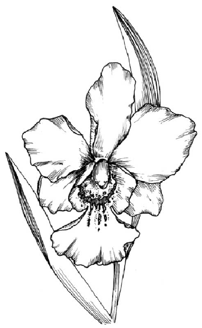 Realistic Orchid Coloring Pages