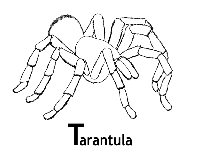 Tarantula Coloring Page