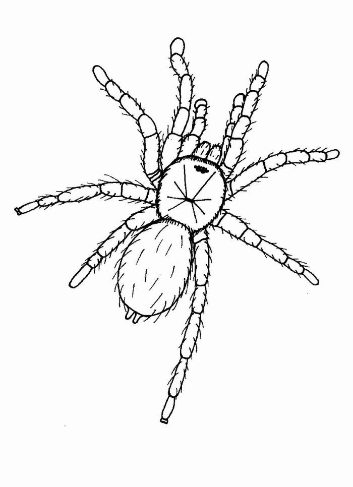 Featured image of post How To Draw A Tarantula For Kids How to draw a mandala