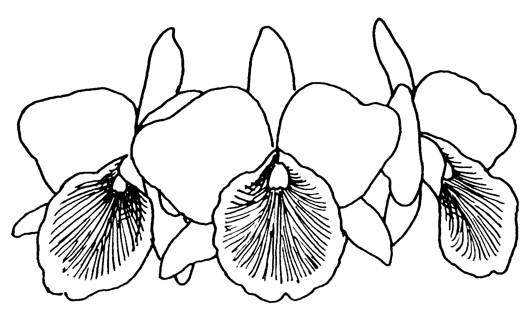 Download Orchid Coloring Pages - Best Coloring Pages For Kids