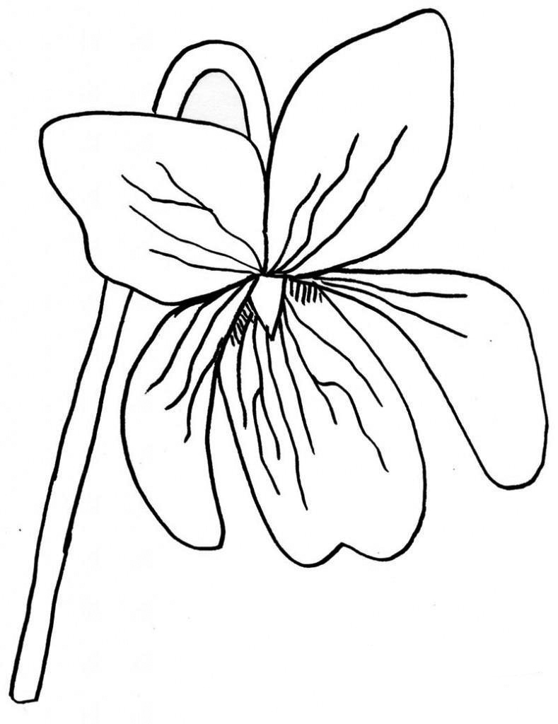 wood violet coloring pages