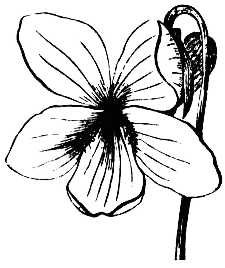 Violet Coloring Pages Best Coloring Pages For Kids