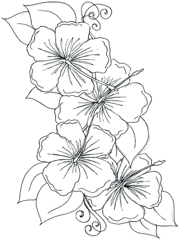 Violet Flowers Coloring Pages