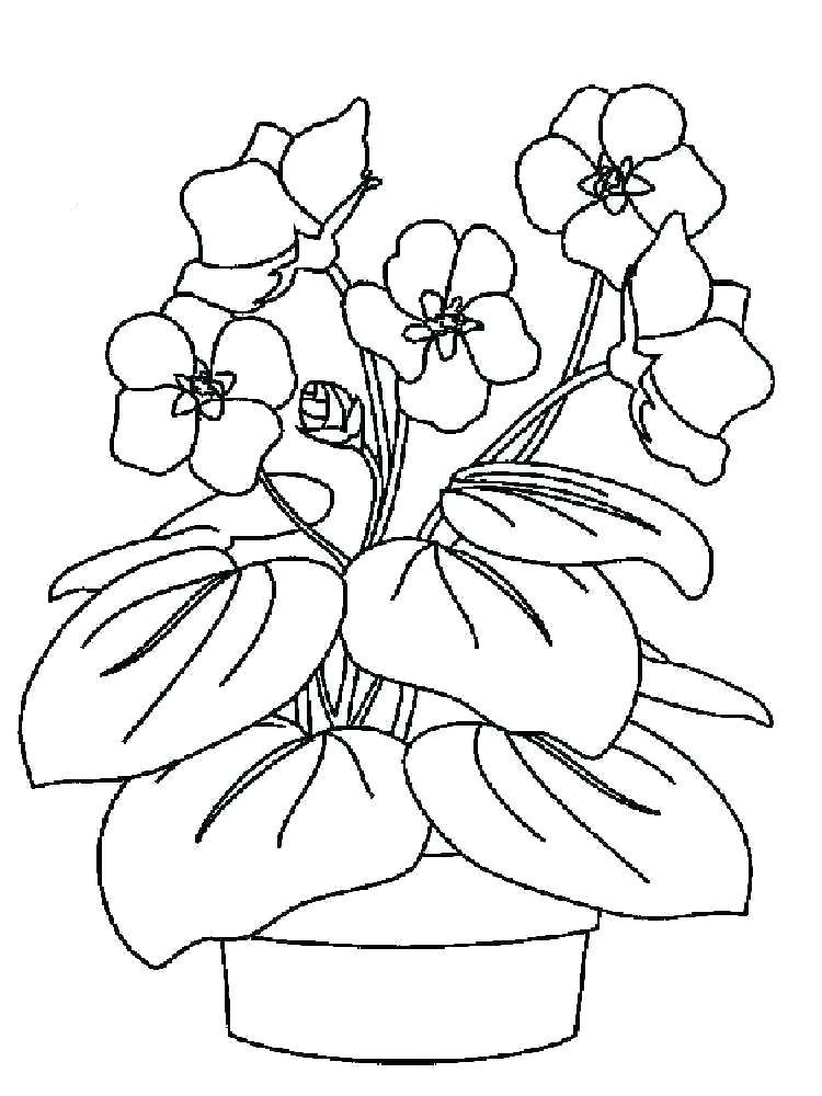 Violets Coloring Page