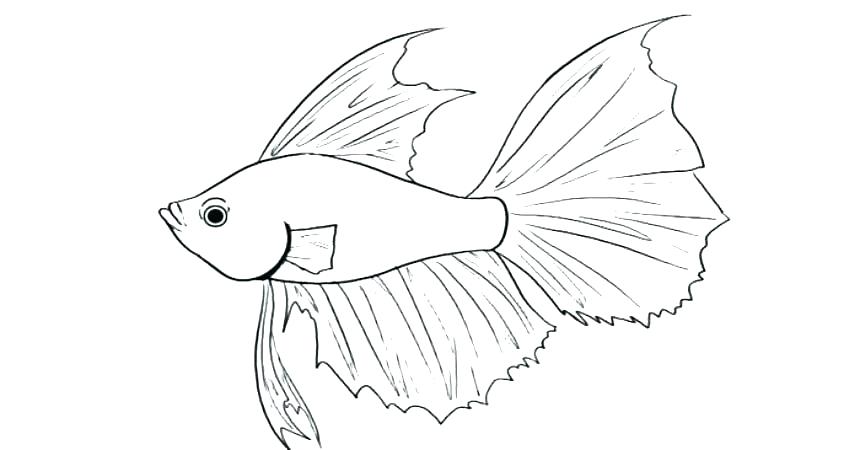 betta fish coloring pages  best coloring pages for kids