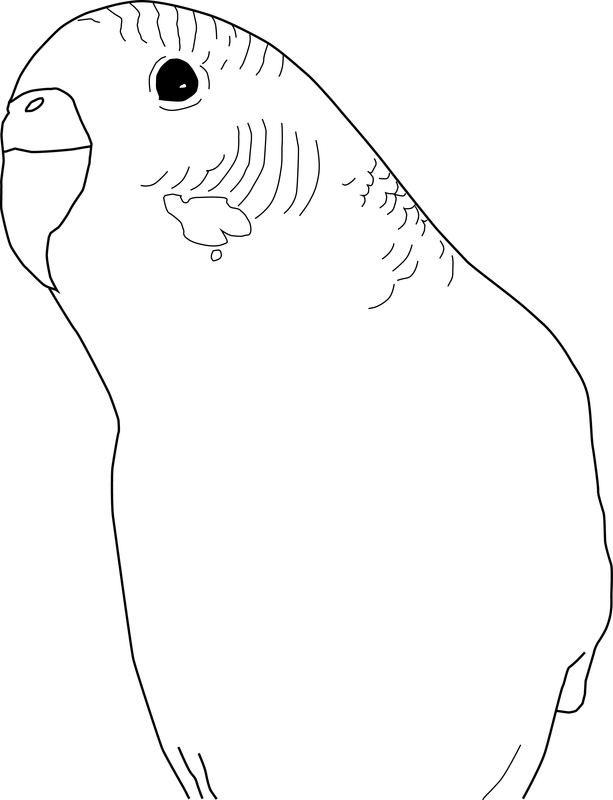 Easy Parakeet Coloring Page