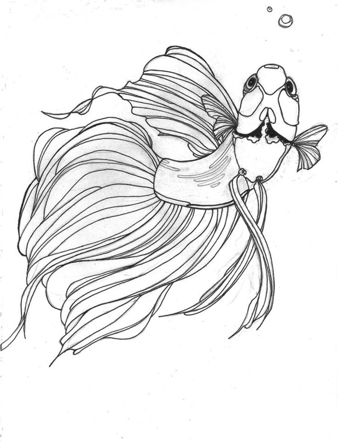 betta fish coloring pages  best coloring pages for kids