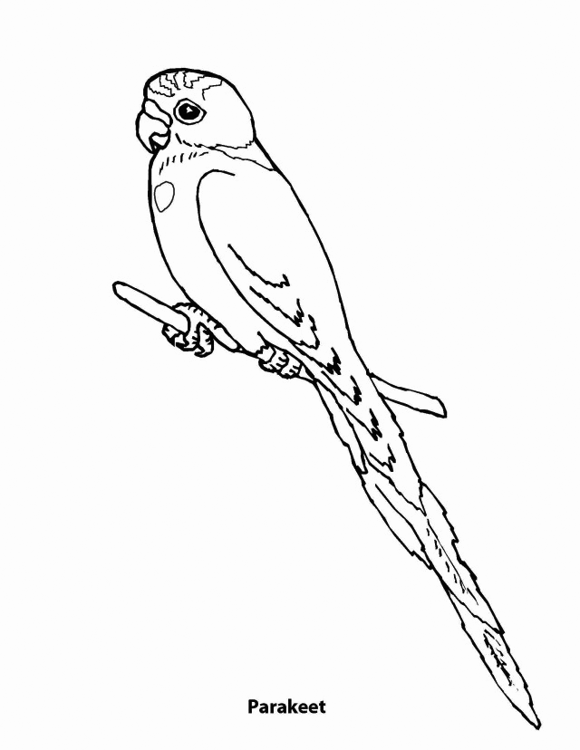 Parakeet Coloring Pages