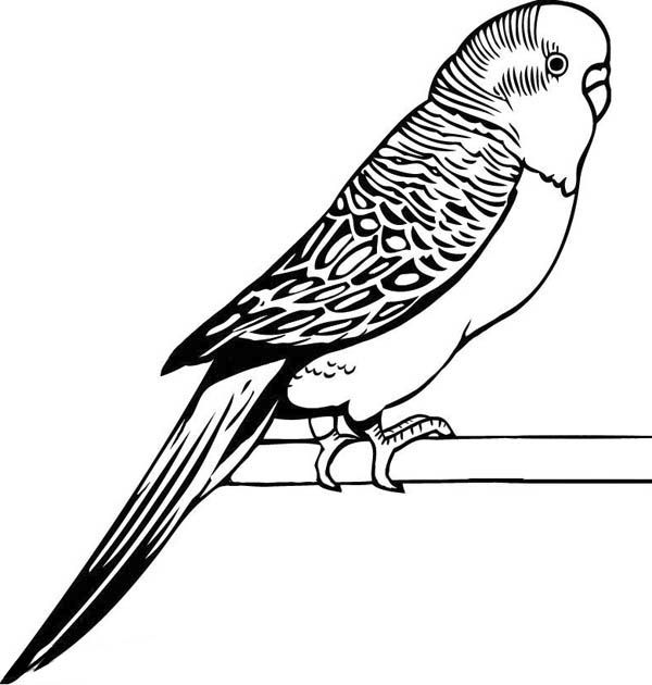 Parakeet Coloring Sheet