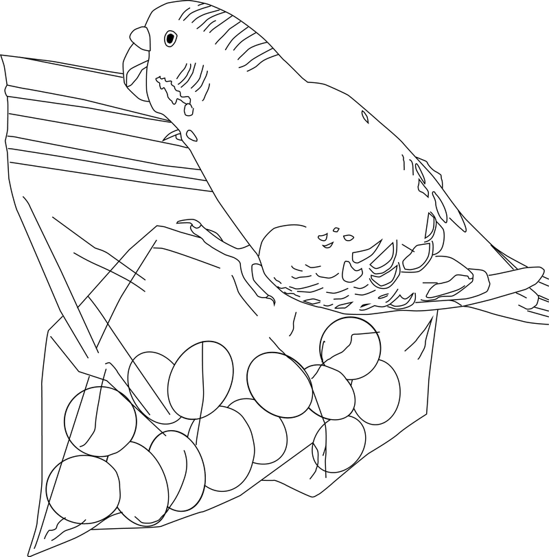 Parakeet Treats Coloring Page